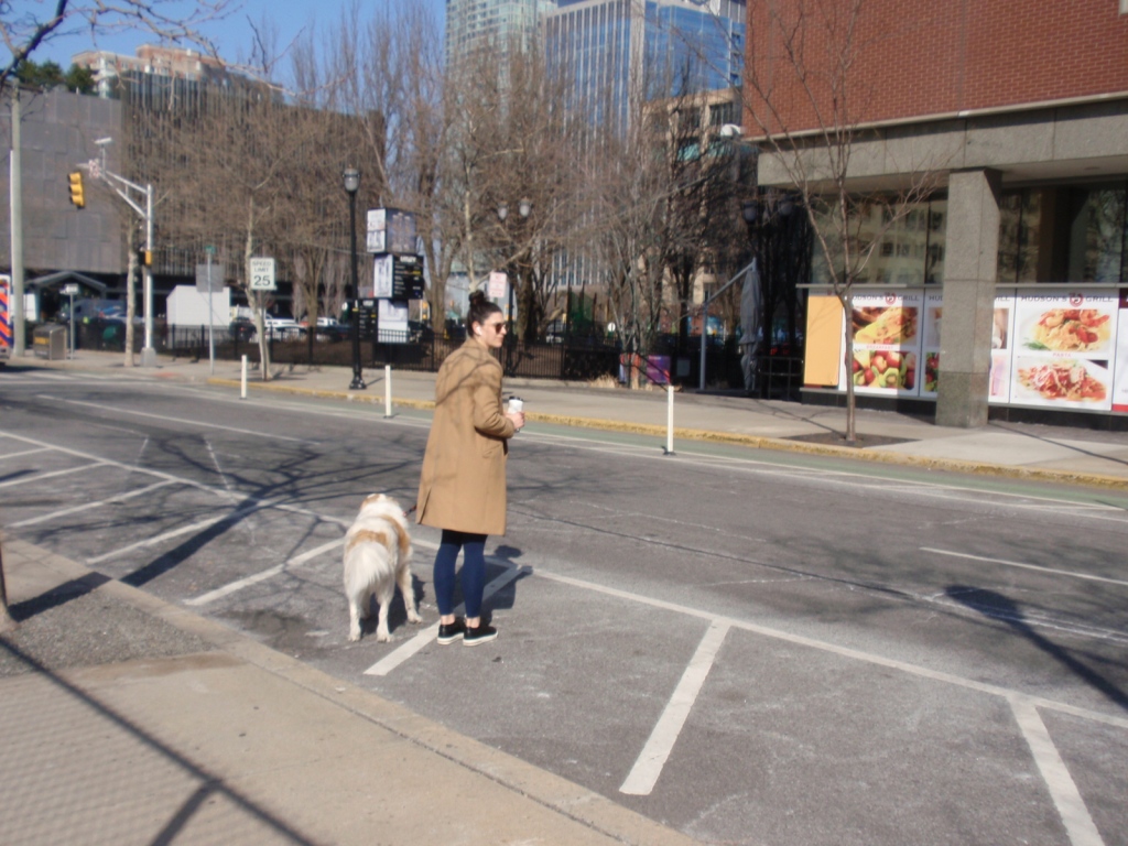 Dog Care in the City